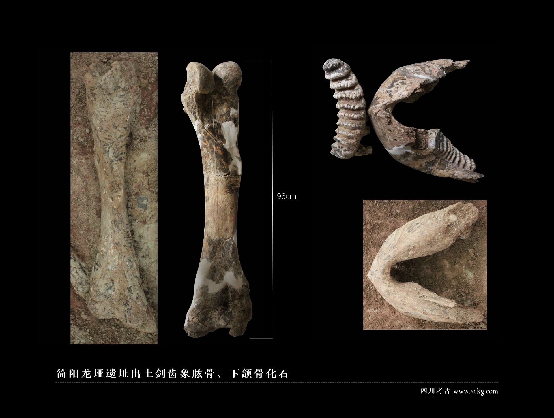 简阳龙垭遗址出土剑齿象肱骨、下颌骨化石.jpg